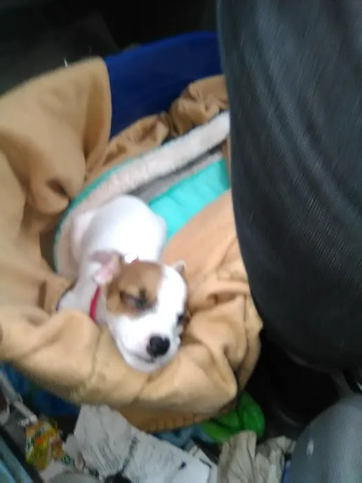 Farnsworth Alan DVM Picture 2