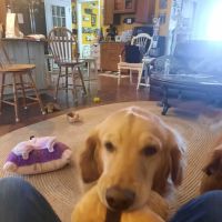 Greenfield Veterinary Clinic ico