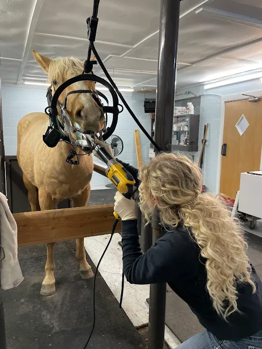 King Equine Veterinary Services Picture 1