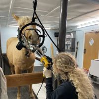 King Equine Veterinary Services ico