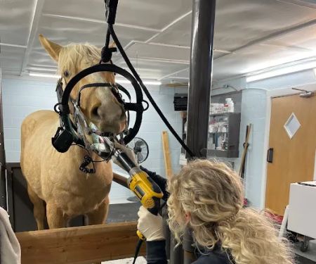 King Equine Veterinary Services