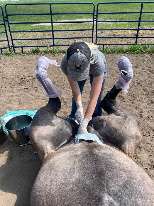 King Equine Veterinary Services Picture 3