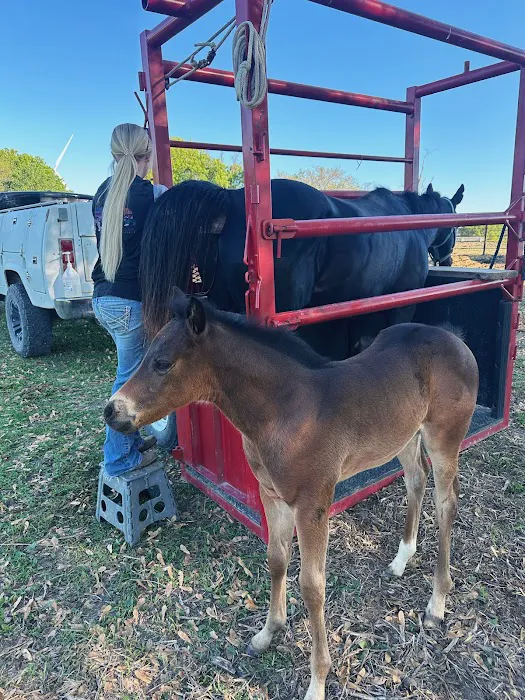 King Equine Veterinary Services Picture 7