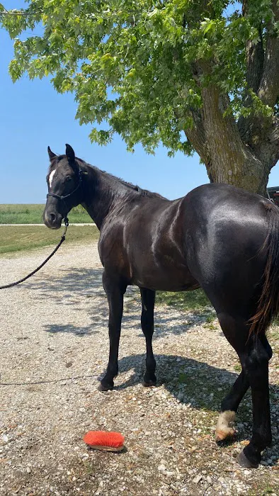 King Equine Veterinary Services Picture 8