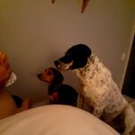 Scotland County Vet Clinic