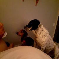 Scotland County Vet Clinic ico