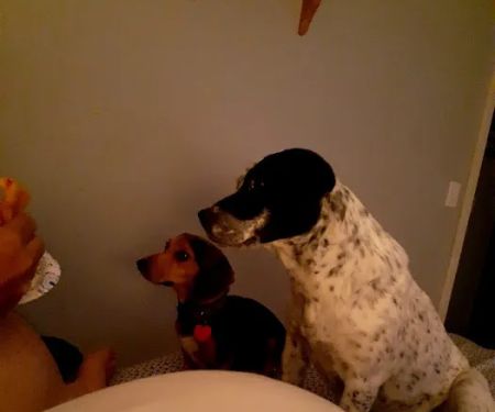 Scotland County Vet Clinic