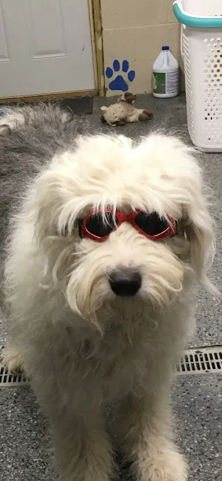 Rudolphi Veterinary Services Picture 1