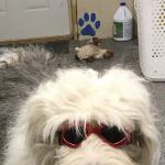 Rudolphi Veterinary Services