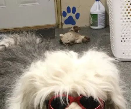 Rudolphi Veterinary Services