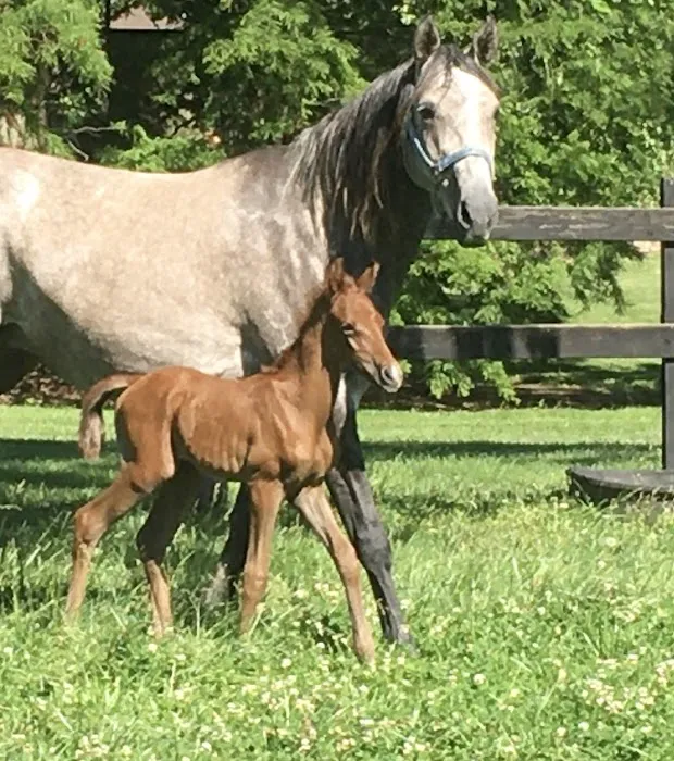 Rudolphi Veterinary Services Picture 8