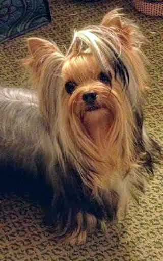 Roger Clark, DVM Picture 1