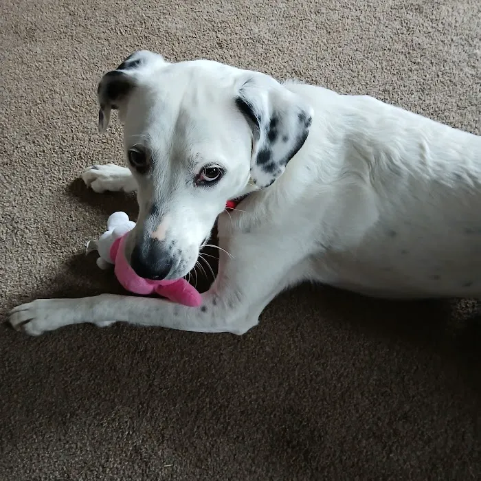 Franklin County Animal Hospital Picture 3