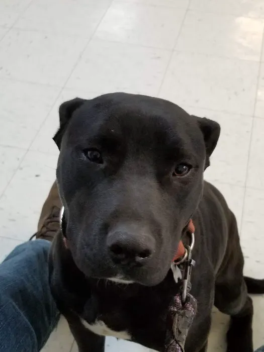 Franklin County Animal Hospital Picture 5