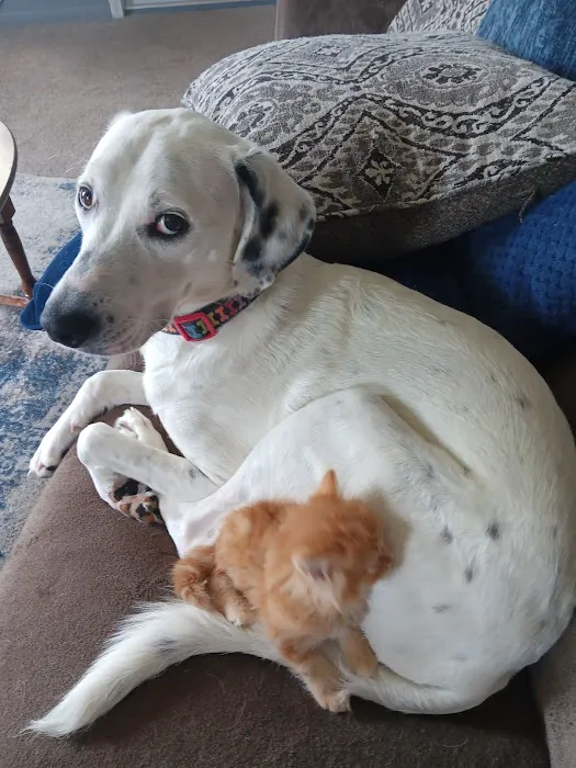 Franklin County Animal Hospital Picture 10