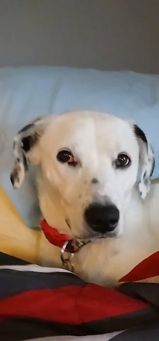 Franklin County Animal Hospital Picture 9