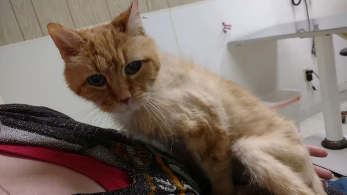 Thompsonville Veterinary Clinic Picture 1