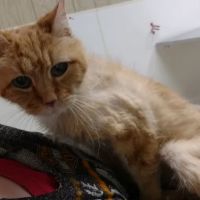 Thompsonville Veterinary Clinic ico