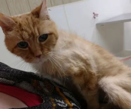 Thompsonville Veterinary Clinic