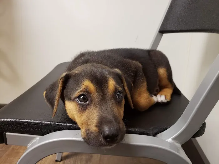 Thompsonville Veterinary Clinic Picture 3