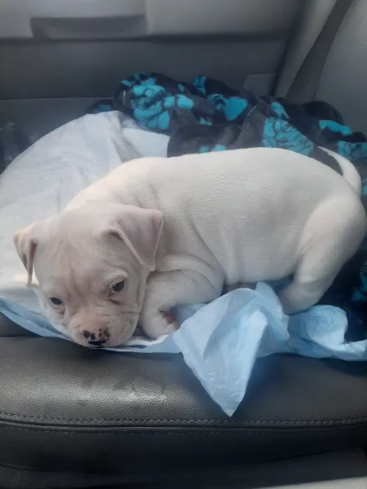 Thompsonville Veterinary Clinic Picture 10