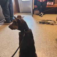 Murphysboro Veterinary Clinic ico