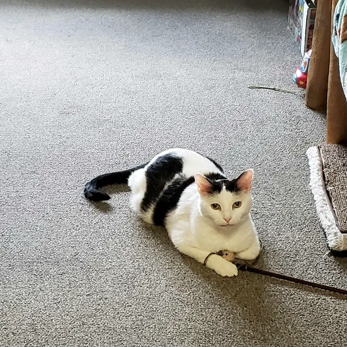 Murphysboro Veterinary Clinic Picture 5