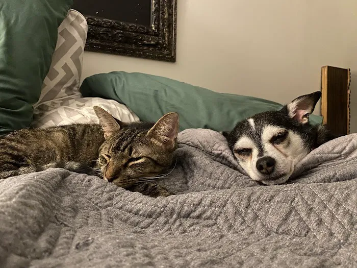 Murphysboro Veterinary Clinic Picture 6