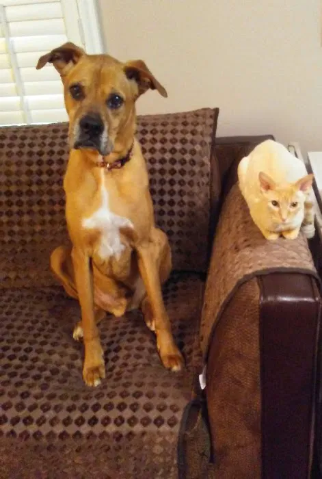 Murphysboro Veterinary Clinic Picture 9