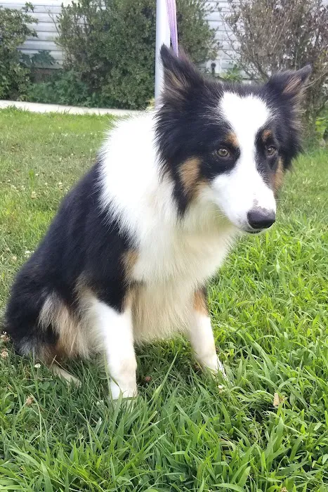 Solid Rock Veterinary Clinic Picture 4