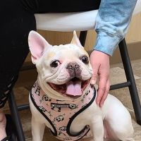 Solid Rock Veterinary Clinic ico