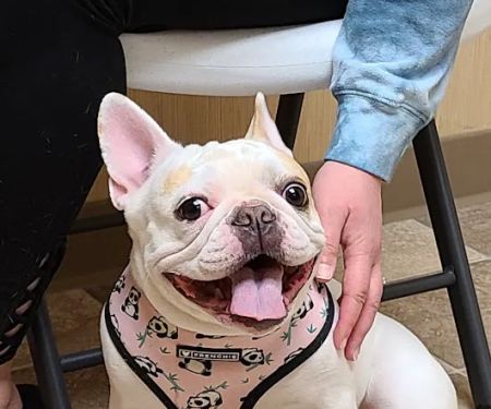 Solid Rock Veterinary Clinic