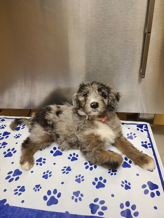 Solid Rock Veterinary Clinic Picture 6