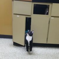 Striegel Animal Hospital ico