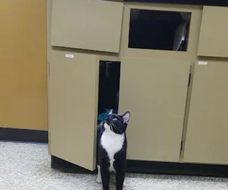 Striegel Animal Hospital