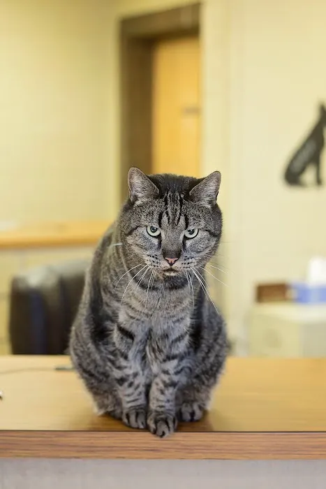 Striegel Animal Hospital Picture 2