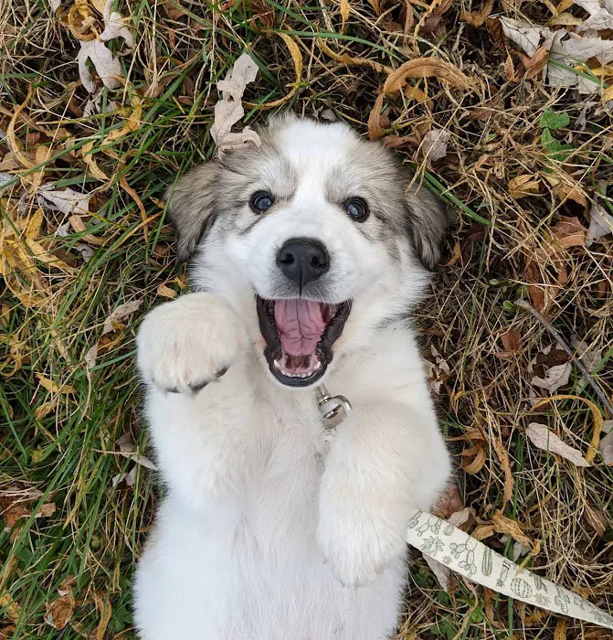 Striegel Animal Hospital Picture 6