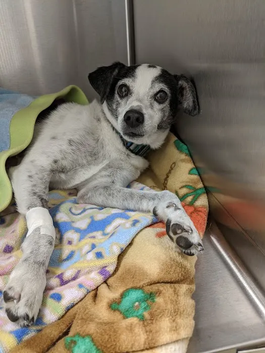 Striegel Animal Hospital Picture 5