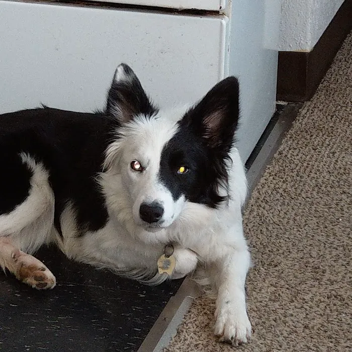 Striegel Animal Hospital Picture 9