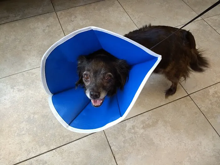 Lakeside Spears Animal Hospital Picture 2