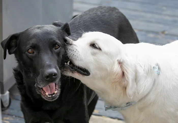 Lakeside Spears Animal Hospital Picture 1