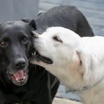 Lakeside Spears Animal Hospital