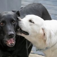 Lakeside Spears Animal Hospital ico