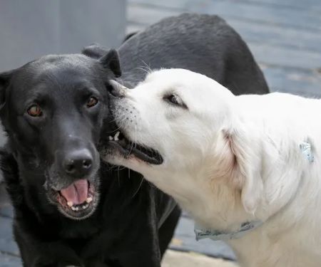 Lakeside Spears Animal Hospital