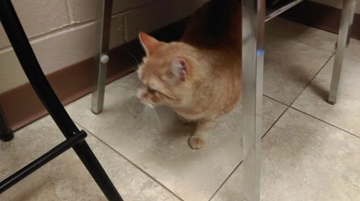 Lakeside Spears Animal Hospital Picture 3