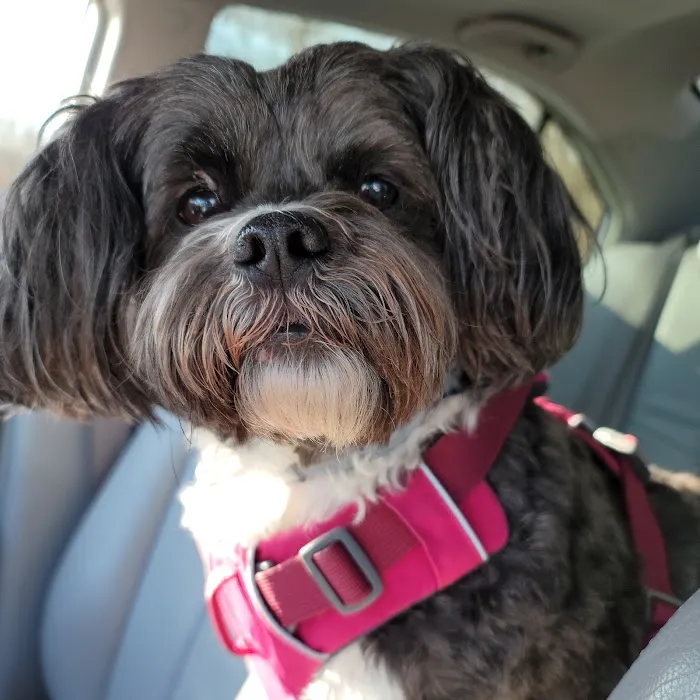 Lakeside Spears Animal Hospital Picture 6