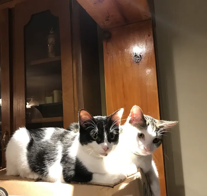 Lakeside Veterinary Clinic Picture 4