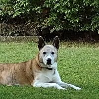 Lakeside Veterinary Clinic ico