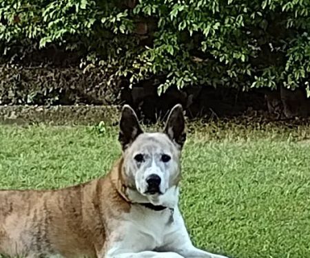 Lakeside Veterinary Clinic