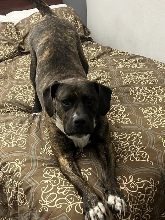 Lakeside Veterinary Clinic Picture 3